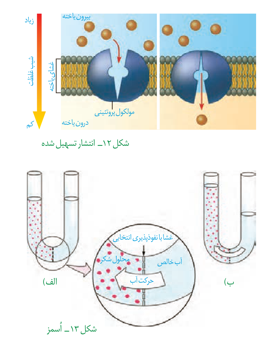 انتشار تسهیلشده و اسمز؛ شکلهای کتاب