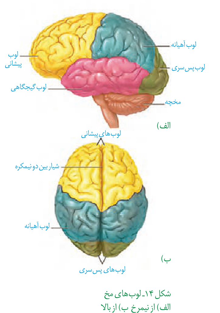 بخشهای مخ و نمای نیمکرهها؛ شکلهای کتاب