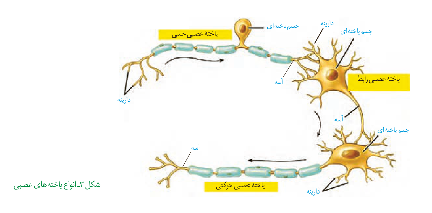 نورون حسی، رابط و حرکتی با برچسب کامل دارینهها و آسهها