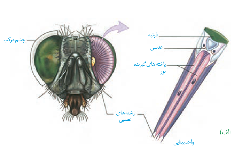 چشم مرکب حشره و ساختمان کامل یک واحد بینایی