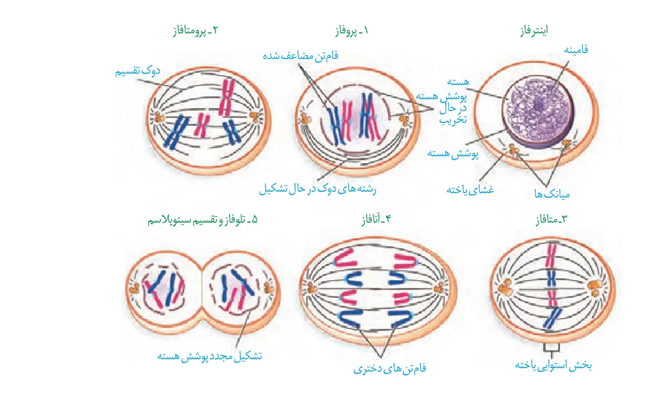 اینترفاز و مراحل رشتمان تا تشکیل فامتنهای دختری