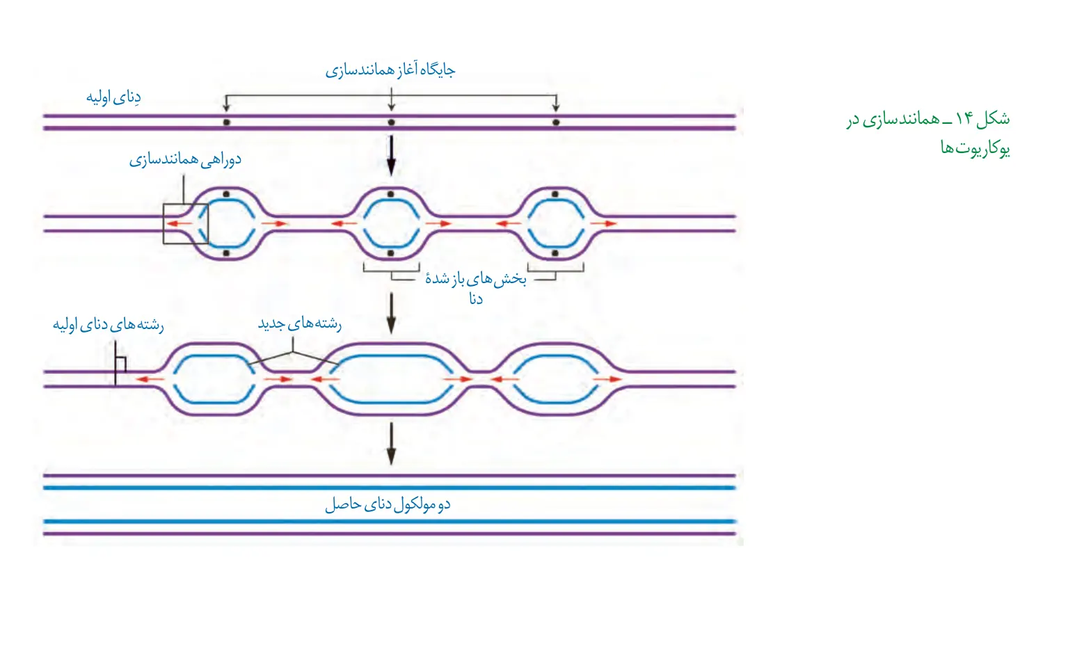 جایگاههای آغاز، حبابها و پیشروی همانندسازی