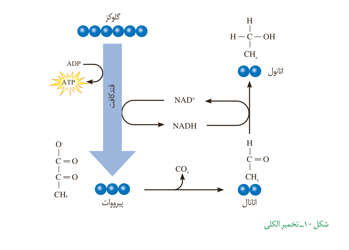 در تخمیر الکلی، پیرووات با از دستدادن کربندیاکسید و دریافت الکترون، در نهایت به اتانول تبدیل میشود.