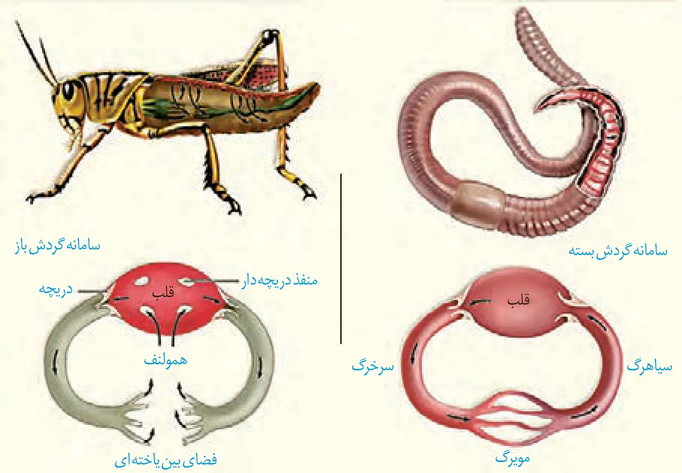 گردش باز در حشره و گردش بسته در کرم خاکی