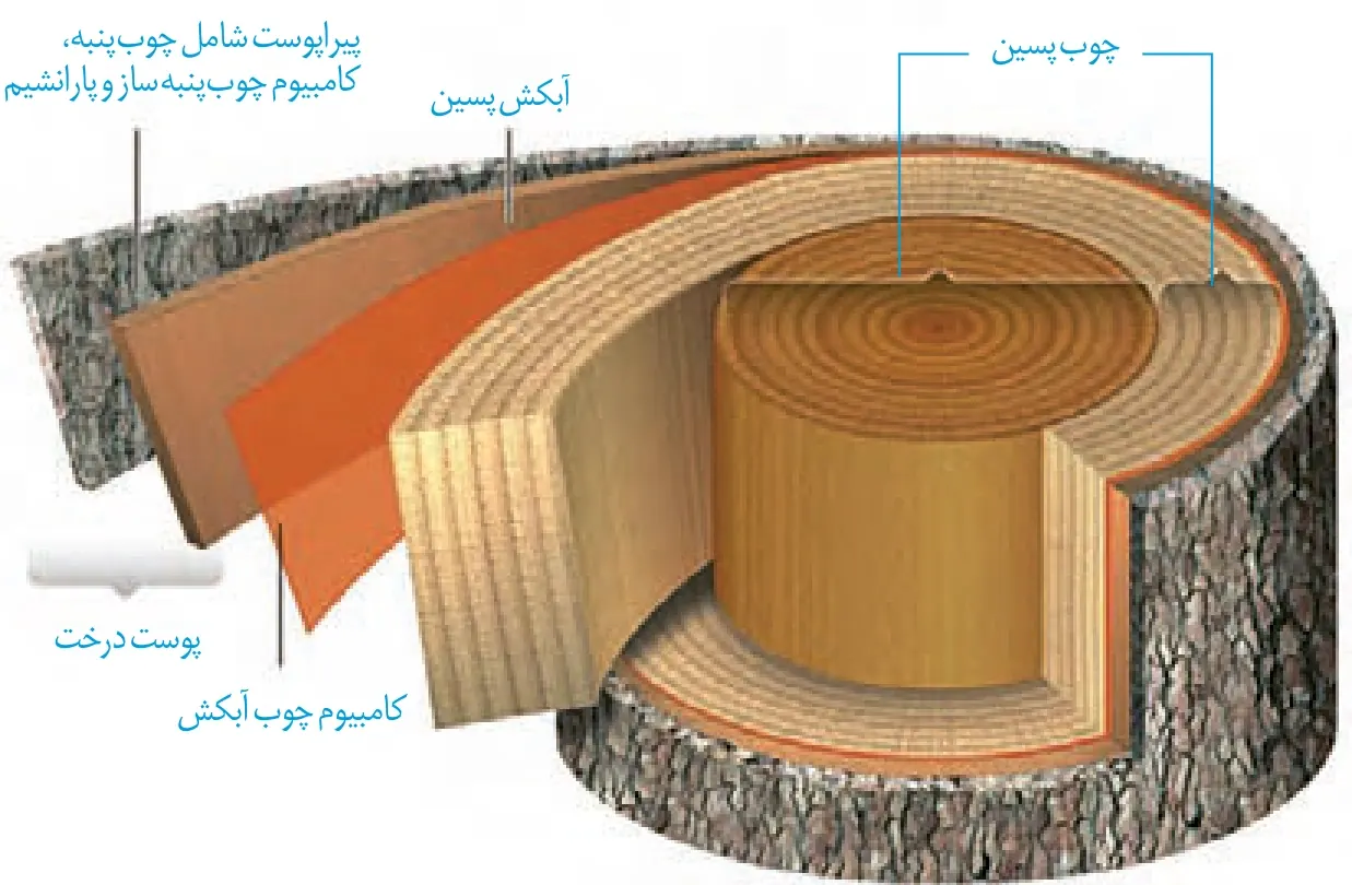بافتهای ساقهٔ چوبی