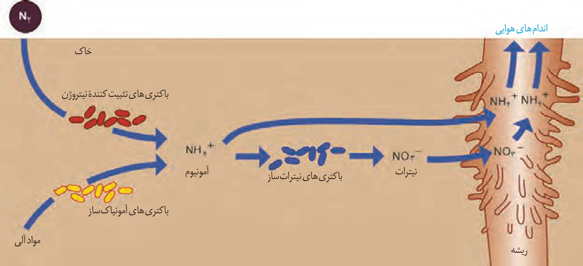 نقش باکتریها در دسترسی گیاه به نیتروژن
