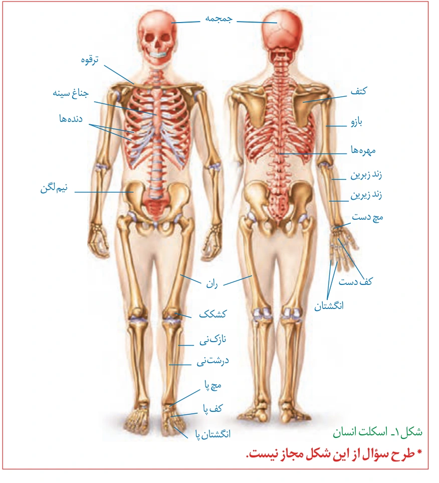 اجزای اسکلت انسان