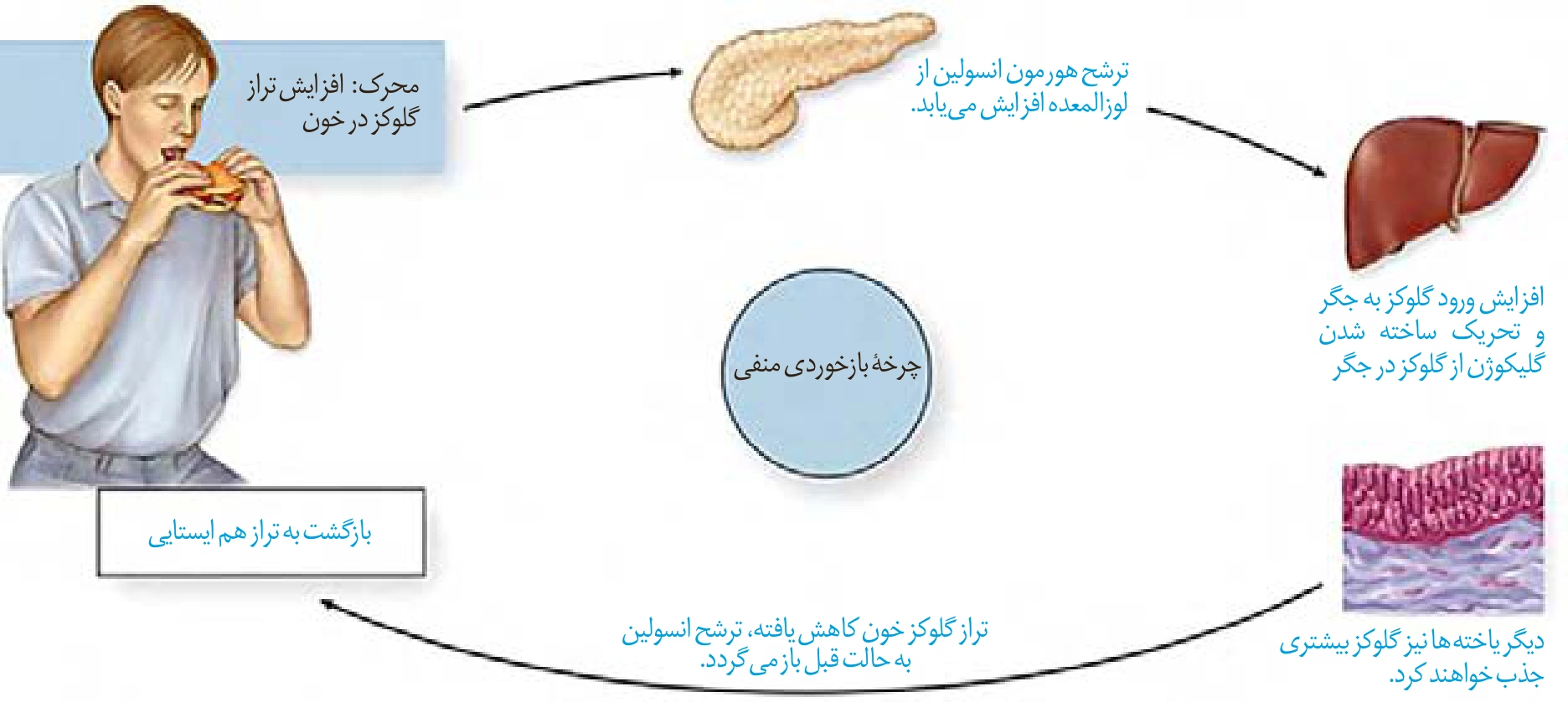 بازخورد منفی تنظیم قند خون به کمک انسولین