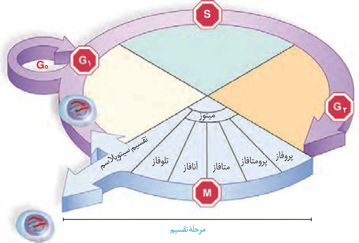 چرخهٔ یاخته