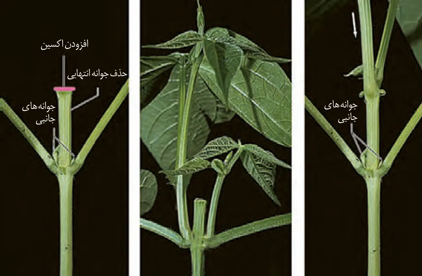 حذف جوانهٔ رأسی و اثر اکسین بر جوانههای جانبی
