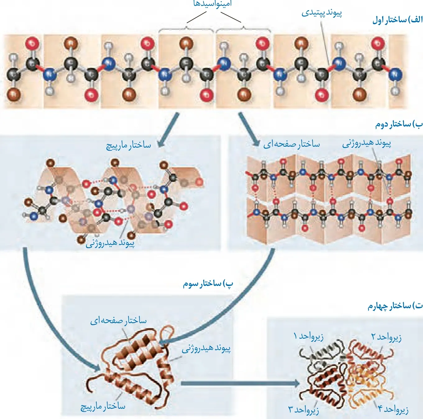 چهار سطح ساختار پروتئین