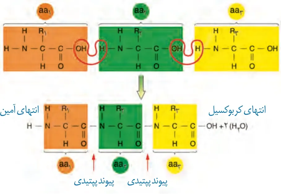 تشکیل پیوند پپتیدی