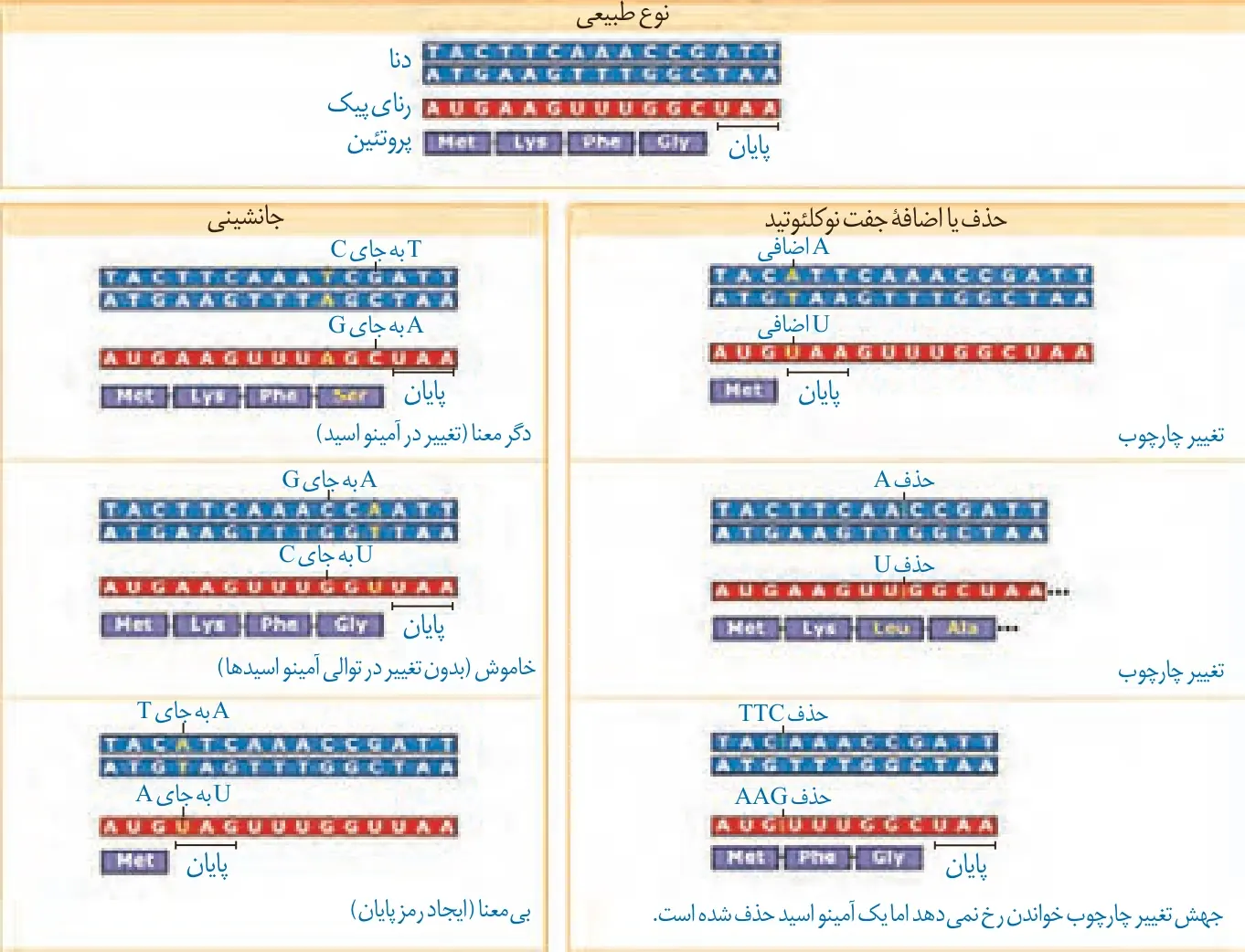 اثر جانشینی نوکلئوتید بر رمز و آمینواسید