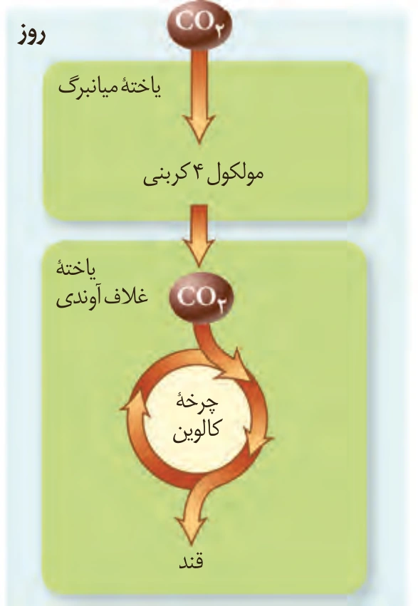 جدایی مکانی تثبیت اولیهٔ کربن و کالوین در گیاه C4