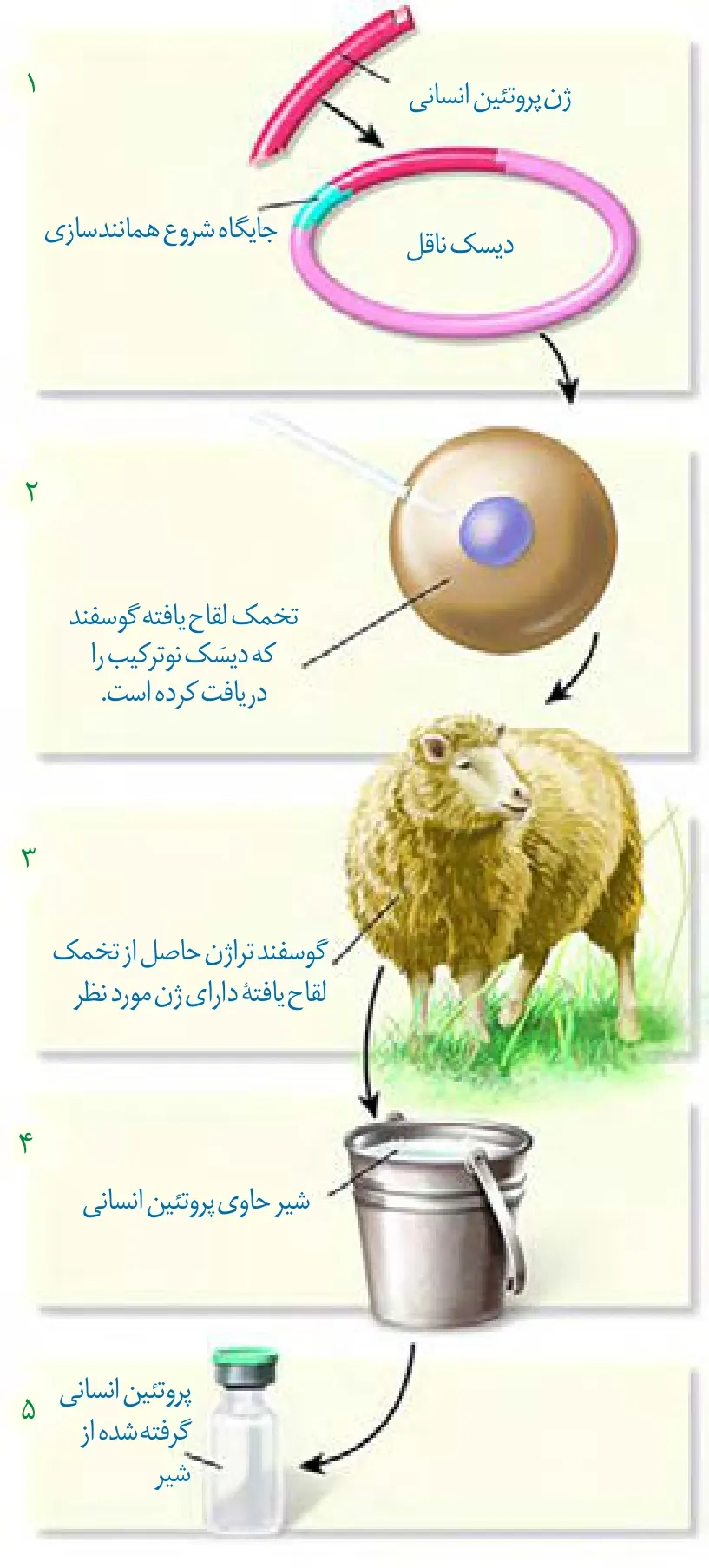 تولید پروتئین انسانی در شیر جانور تراریخته
