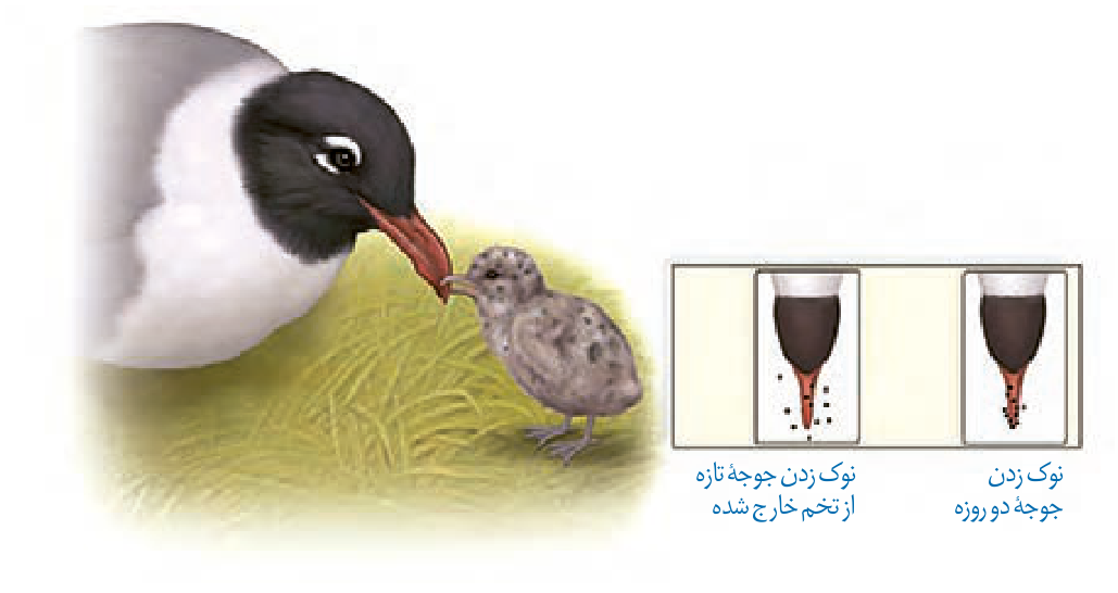 محل نوکزدن جوجه تازه از تخم خارجشده و جوجه دوروزه؛ نقطهها نشاندهنده دقت رفتارند.