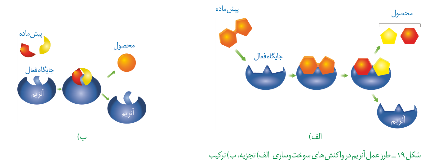 اتصال پیشماده به جایگاه فعال و تشکیل محصول