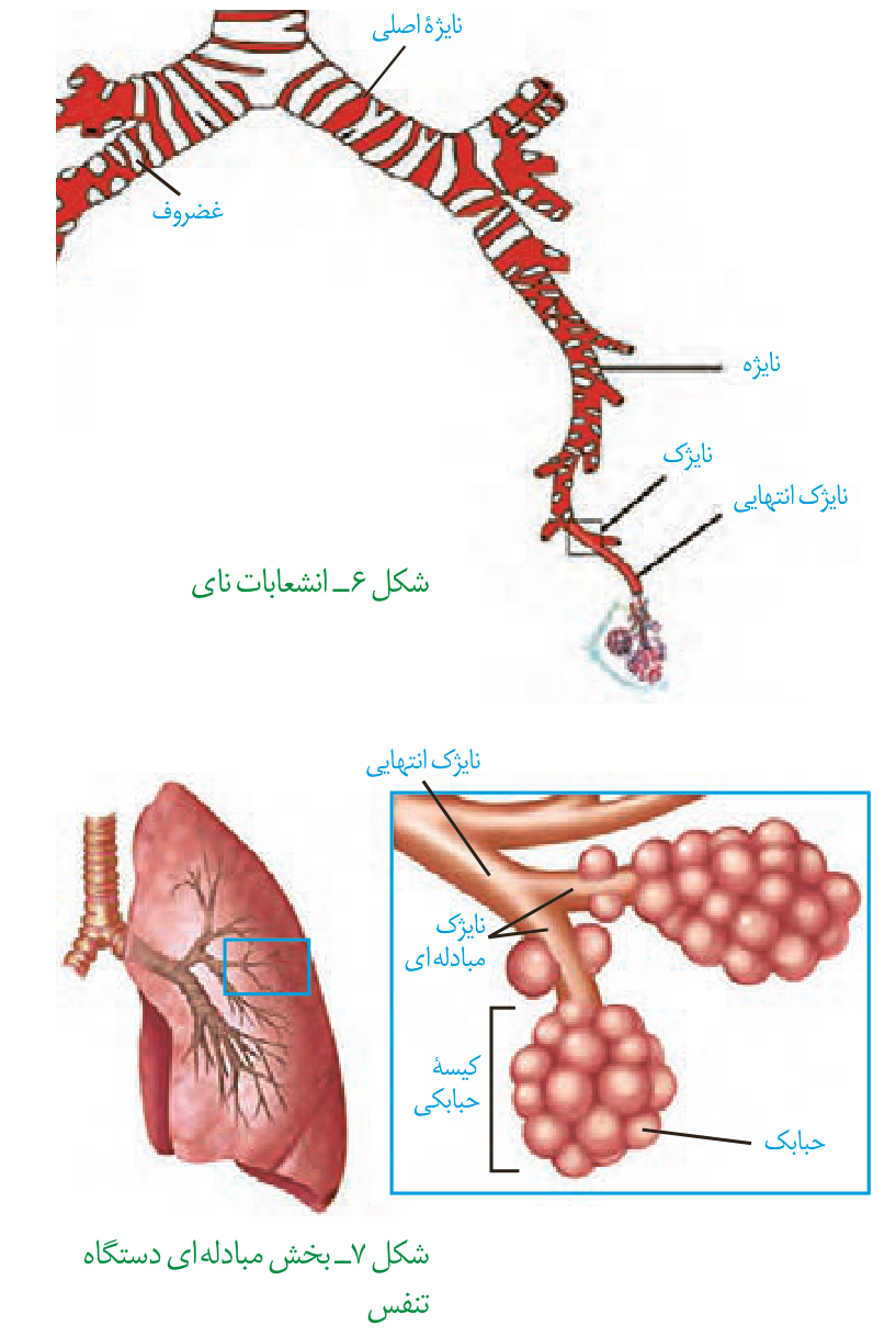 نایژکها و حبابکها؛ جایگاه سطح تبادل