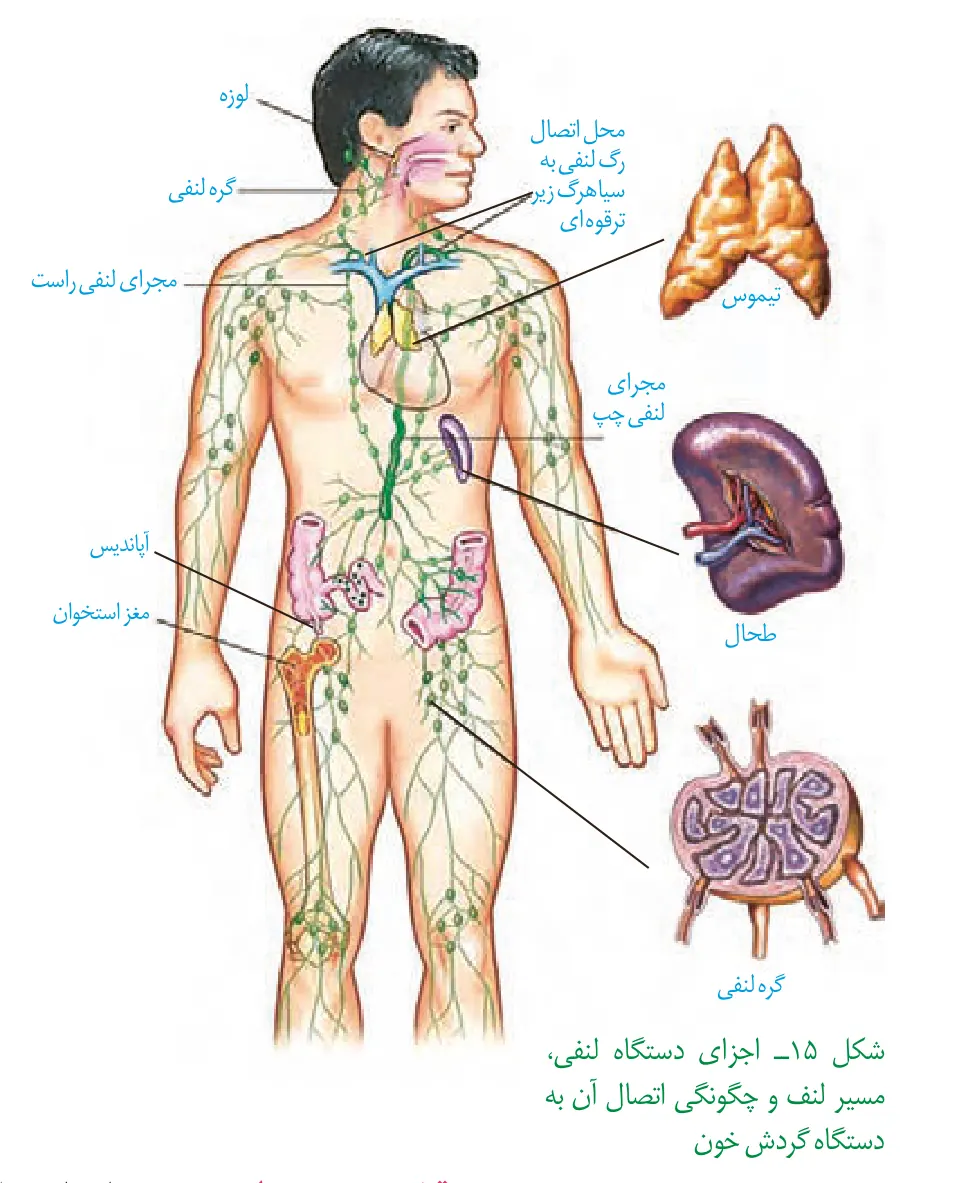 دستگاه لنفی و مسیرهای بازگشت لنف به خون