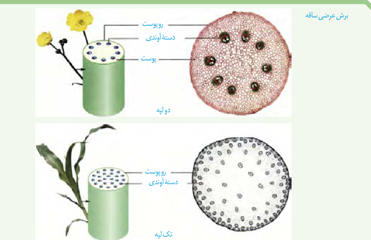 مقطع ساقهٔ دولپهای و تکلپهای در فعالیت کتاب