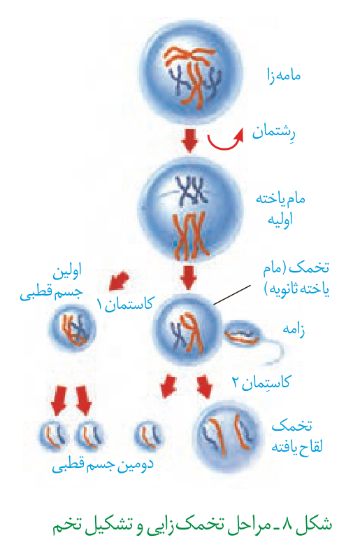 مراحل تخمکزایی و جسمهای قطبی در الگوی کتاب
