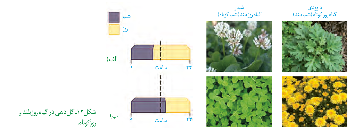 طول شب و گلدهی در گیاه روزکوتاه و روزبلند