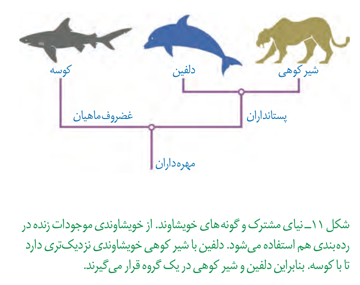 نیای مشترک و خویشاوندی دلفین، شیر کوهی و کوسه